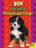 Bernese_mountain_dog