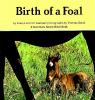 Birth_of_a_foal