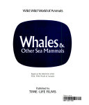 Whales___other_sea_mammals