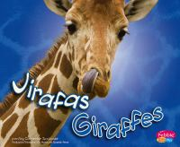 Giraffes__Jirafas
