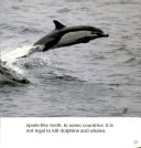 Whale_and_dolphin